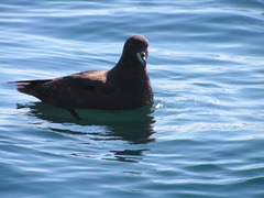 Procellaria westlandica