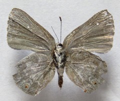 Ignata norax