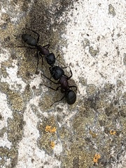 Camponotus atrox