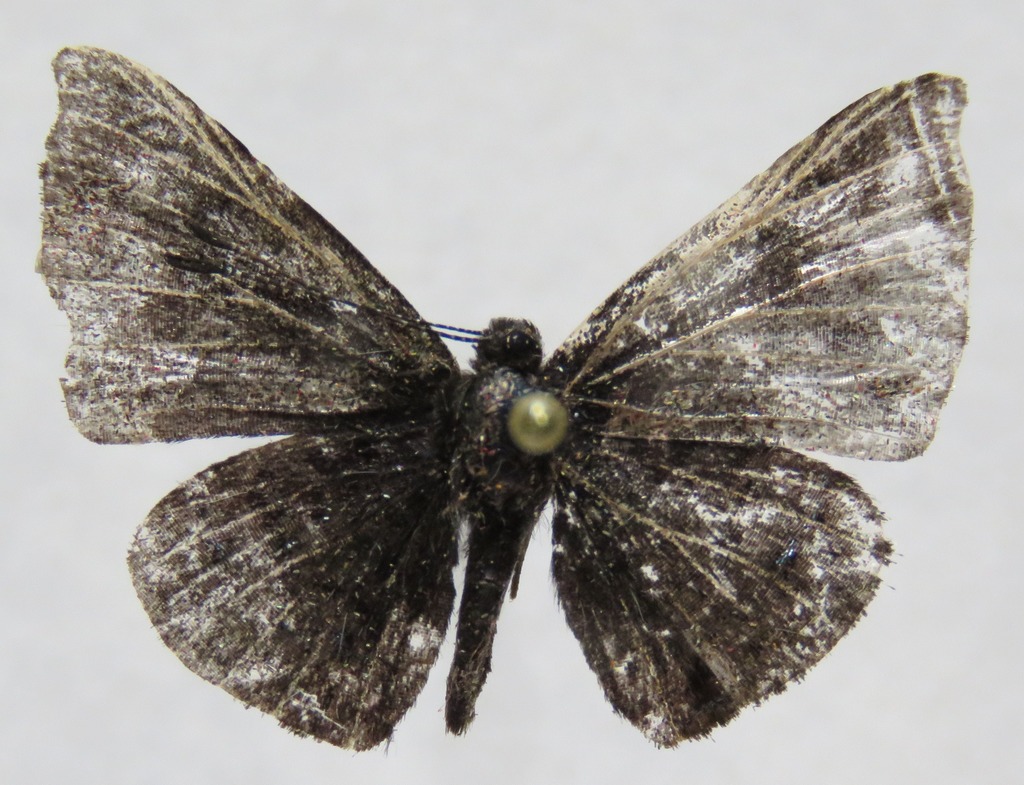 Greater Calephelis