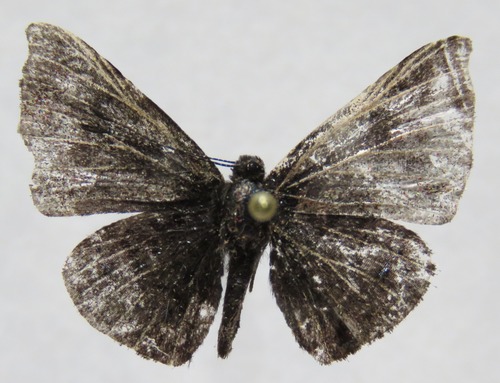 Greater Calephelis