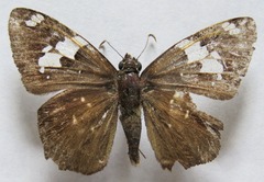 Celaenorrhinus approximatus