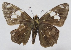 Celaenorrhinus approximatus