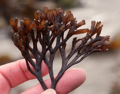 Ahnfeltiopsis linearis