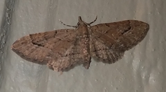 Eupithecia unicolor
