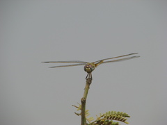 Urothemis edwardsii