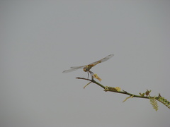 Urothemis edwardsii