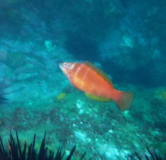 Pseudolabrus luculentus