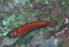 Pseudolabrus luculentus