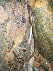 Riopa albopunctata