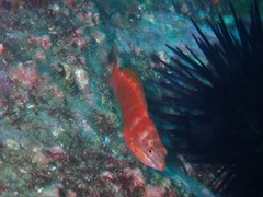 Pseudolabrus luculentus