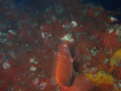 Pseudolabrus luculentus