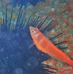 Pseudolabrus luculentus