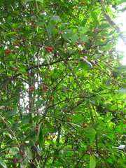 Elaeodendron australe