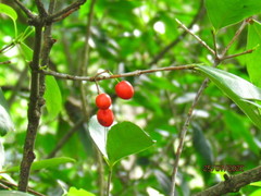 Elaeodendron australe