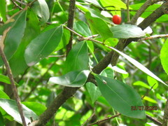 Elaeodendron australe