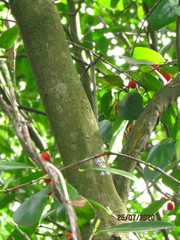 Elaeodendron australe