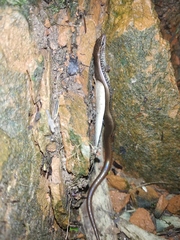 Riopa albopunctata