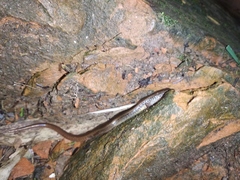 Riopa albopunctata
