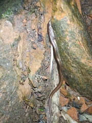 Riopa albopunctata