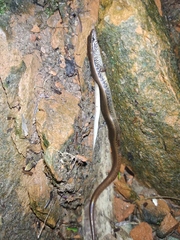 Riopa albopunctata
