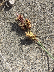 Carex sabulosa