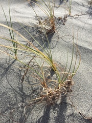 Carex sabulosa