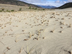 Carex sabulosa