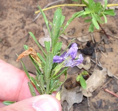 Dyschoriste linearis