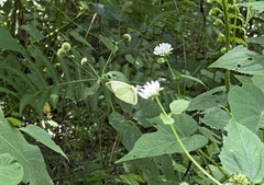 Abaeis albula celata