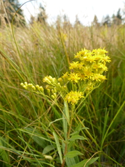 Solidago elongata