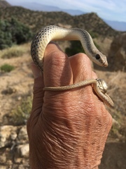 Salvadora hexalepis hexalepis