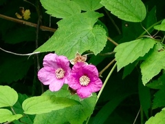 Rubus odoratus odoratus