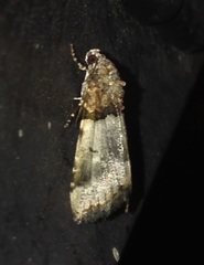 Cobubatha dividua