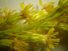 Solidago elongata