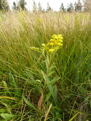 Solidago elongata