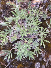 Lupinus kuschei