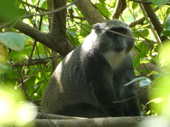 Cercopithecus mitis monoides