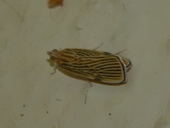 Tyspanodes linealis
