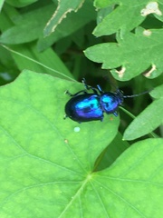 Chrysochus chinensis