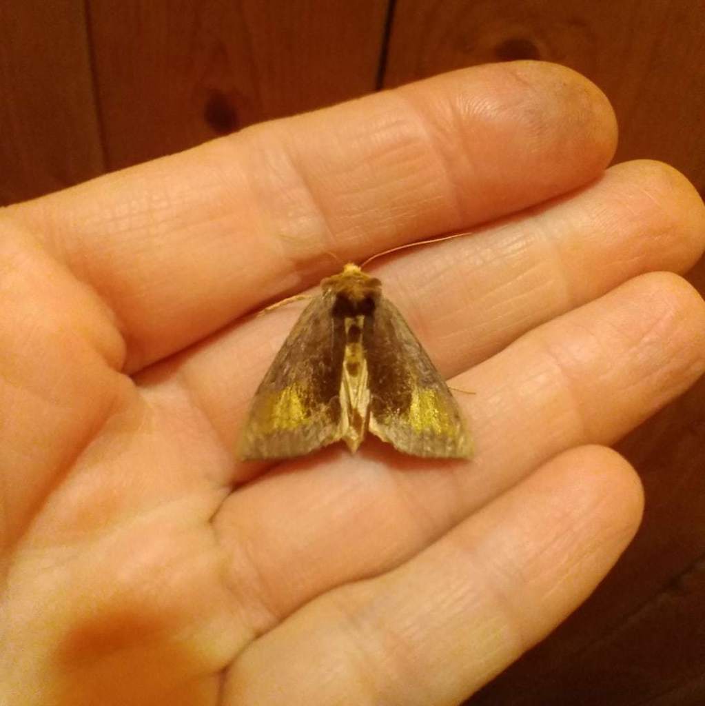 Scarce Burnished Brass