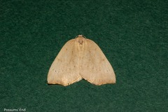 Sestra humeraria