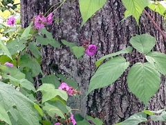 Rubus odoratus odoratus