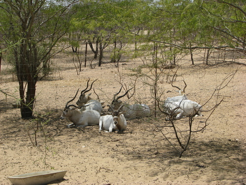 Addax nasomaculatus
