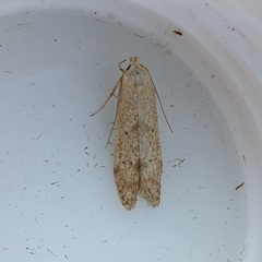 Blastobasis lacticolella