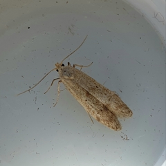 Blastobasis lacticolella