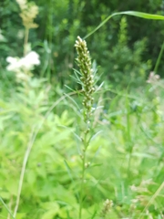 Omalotheca sylvatica