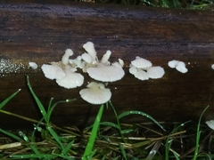 Schizophyllum commune