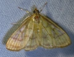 Crocidophora