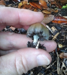 Psilocybe weraroa